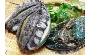やわコリ食感紀州活アワビ【5個入】◇｜ 海産物 海鮮 魚介類 鮑 おかず あわび 高級食材 養殖 国産 産地直送 鮮貝 美浜町