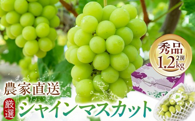 シャインマスカット 1.2kg箱 農家直送 厳選 持田農園 2026年8月以降発送 322032_EB002