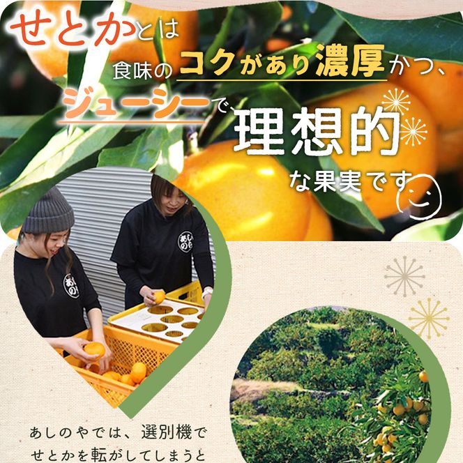 ZE6401n_【2027年先行予約】湯浅町産せとか11～15玉（M～2Lサイズ混合）化粧箱入り秀品【まごころ手選別】