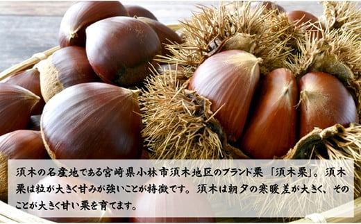 【期間・数量限定】ブランド栗「須木栗」3Lサイズ 1kg程度（生栗 マロン 栗 果物 フルーツ 限定 秋 旬）