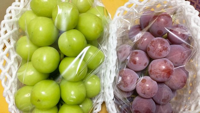 おまかせ！ ぶどう セット 5品種×各2房【2026年9月より発送開始】（茨城県共通返礼品 [ぶどう]：結城市産） ぶどう ブドウ 葡萄 果物 フルーツ 茨城県産 [BI426-NT]