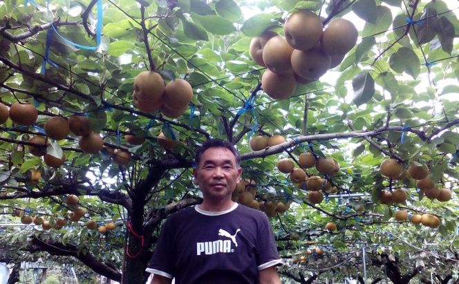 梨 5kg 先行予約 錦の梨 約9玉～14玉 フルーツ なし ナシ 果物 デザート 2026年発送 古里農園 配送不可:離島 