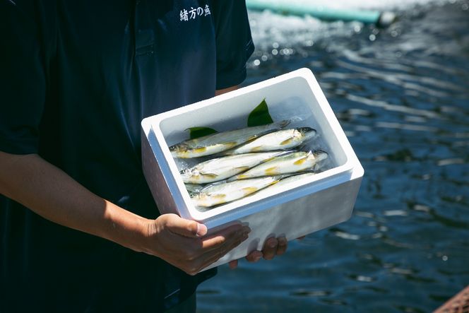 若あゆ（冷蔵配送）500g（5尾～7尾）OGATA養殖技術研究所 南紀白浜 304018_FA02