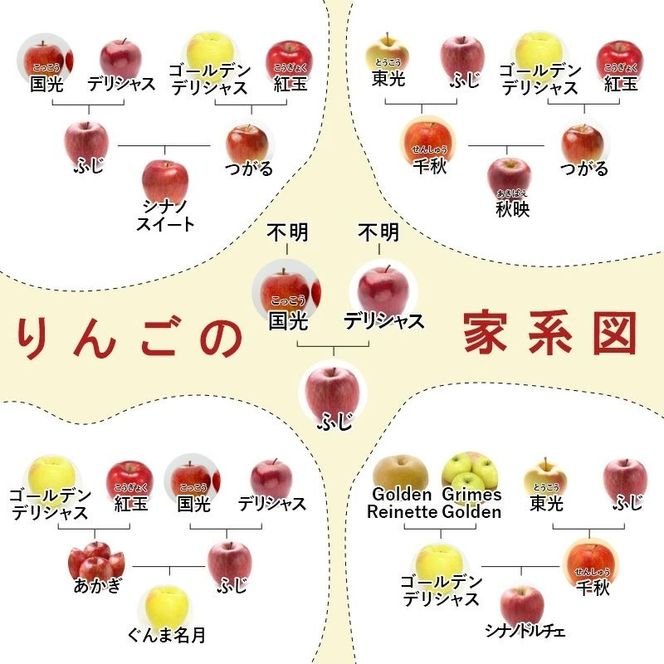 りんご 先行予約 サンふじ 秀品 約 3kg (7～11玉) フルーツ 果物 冬 2026年 12月発送