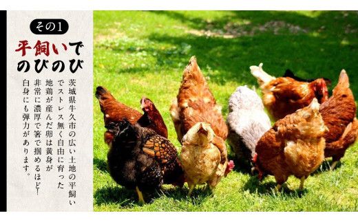 【3ヵ月 連続 定期便】王様の卵 ヨード入 40個 (35個+割れ保障5個 ) 計120個平飼い 地鶏 有精卵 濃厚 卵 こだわり卵 たまご  頒布会 定期 [AU008us]