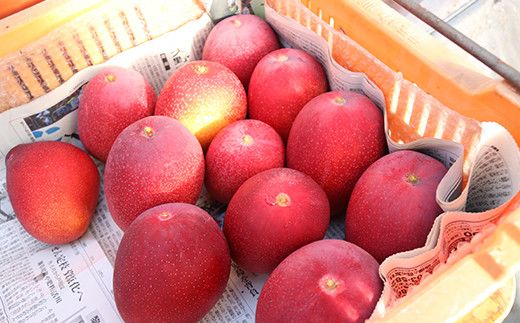 【JA大崎選果場厳選】「大崎産マンゴー2026」 おおよそ300g×2玉 464686_X018