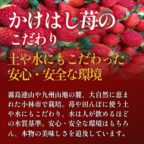 新鮮採れたて 朝摘みいちご 4パック（苺 イチゴ いちご フルーツ 2026 産地直送 限定）