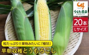 【先行受付】果物 みたいに 極甘 ！ 早朝 収穫 とうもろこし Lサイズ ( 300g ) × 20本【2026年6月中旬以降順次発送】《糸島》【有限会社ウラタ農園】 [ALI002]