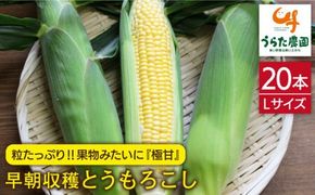 果物 みたいに 極甘 ！ 早朝 収穫 とうもろこし Lサイズ ( 300g ) × 20本《糸島》【有限会社ウラタ農園】 [ALI002]