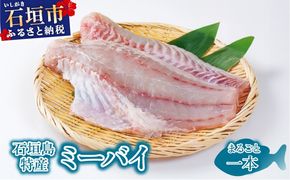 石垣島特産ミーバイ（ヤイトハタ）丸ごと1本 KS-13