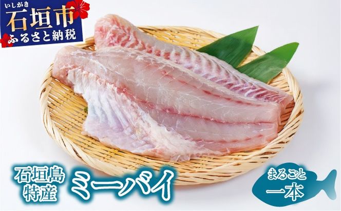 yꌧΊ_szΊ_Y~[oCiCgn^jۂ1{ KS-13