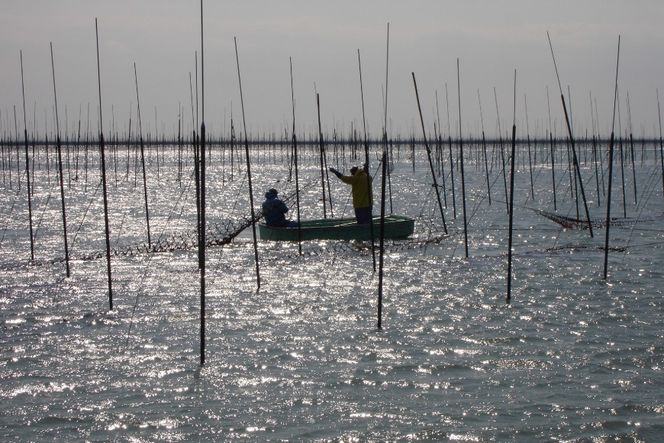 海苔 全形 訳あり 福岡有明のり 竹 焼き海苔 全形20枚 [木村食品 福岡県 宇美町 um40beg040007] わけあり 焼き海苔 やきのり 乾物 有明海苔 海苔 のり 有明 おにぎり おむすび