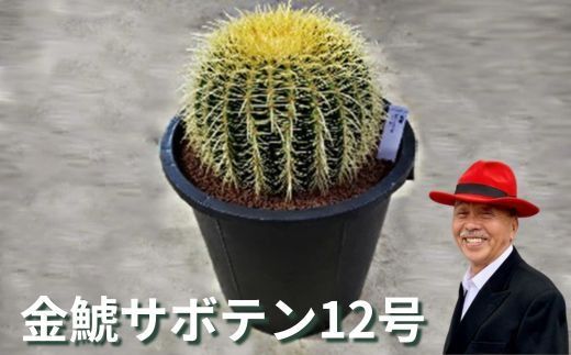 金鯱サボテン12号｜植物 グリーンインテリア 緑 さぼてん村 サボテンの王様 癒し 玄関 リビング 自室 トイレ ※離島への配送不可