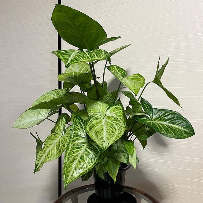 シンゴニューム・ホワイトバタフライ（観葉植物）（A1048-1）