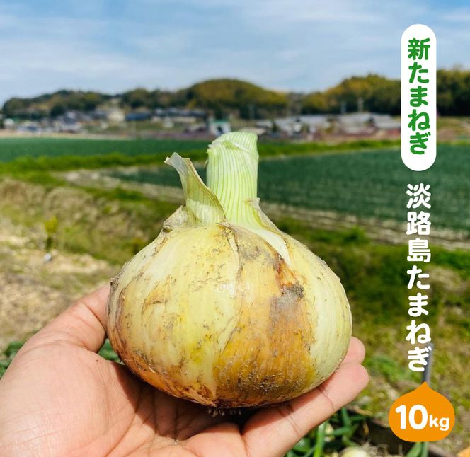 【新玉ねぎ】淡路島たまねぎ（10キロ）【発送時期：2026年5月頃】　玉ねぎ 産地直送