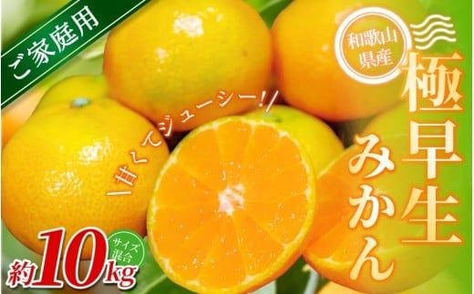 ya̎RI쒬zyƒpzI ɑ݂ 10kg a̎RY 2S~2LTCY2025N10{`{ɏymrmt029z