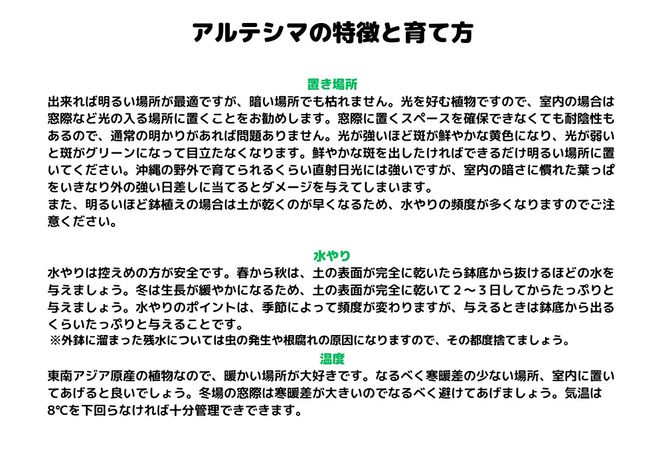 沖縄の観葉植物 人気のフィカス アルテシマ8号 シュエット鉢ポット