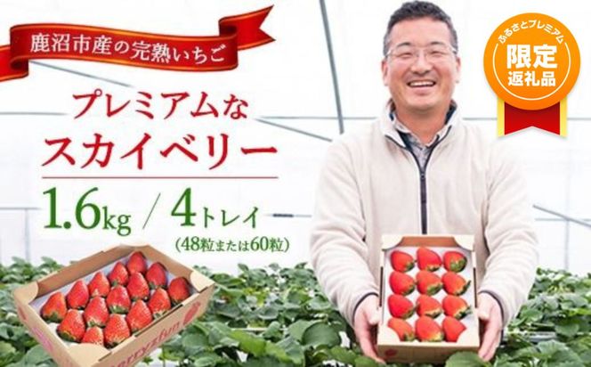 【ふるプレ限定品】プレミアムな完熟スカイベリー（48粒または60粒）4トレイ1600g 【先行予約/数量限定】| 栃木県 鹿沼市 産地直送 旬 いちご こだわり 高級品 贈答用 イチゴ 苺 果物 フルーツ 期間限定 ※2026年12月～発送