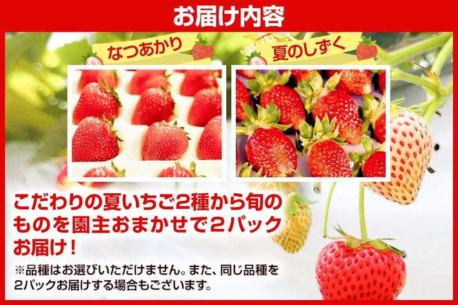 《近畿以北限定》 夏イチゴ専門農園の園主おすすめ！ 仙北市産 夏イチゴ 約600g（約300g×2パック） [苺 イチゴ いちご ブランド 品種 銘柄 なつあかり 夏のしずく 希少品種 ケーキ ジャム スムージー スイーツ フルーツ 果物 秋田県 今が旬]|02_sfm-030201
