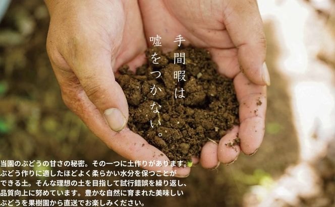 訳あり シャインマスカット 2房 合計1.1kg以上 産地直送 朝採れ ぶどう 葡萄 シャイン マスカット 岡山 Kawahara Green Farm 岡山県産 2026年 