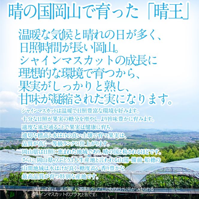 2026年 先行予約受付中 シャインマスカット晴王1房 約700g 岡山県産 種無し 皮ごと食べる みずみずしい 甘い フレッシュ 瀬戸内 晴れの国 おかやま 果物大国 ハレノフルーツ
