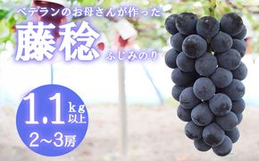 【2026年発送分 先行予約】【フルーツ王国山梨】藤稔（ふじみのり） １．１ｋｇ以上（２～３房）　葡萄 ブドウ ぶどう 果物 くだもの 山梨 やまなし フルーツ 富士川町