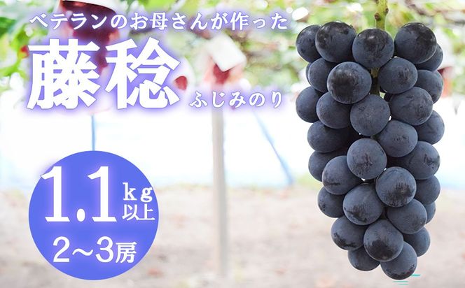 【2026年発送分 先行予約】【フルーツ王国山梨】藤稔（ふじみのり） １．１ｋｇ以上（２～３房）　葡萄 ブドウ ぶどう 果物 くだもの 山梨 やまなし フルーツ 富士川町