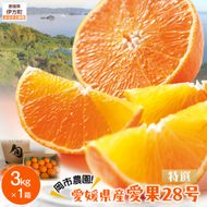 【先行予約】【数量限定】岡市農園！愛媛県産 愛果28号（特選） 3kg×1箱（2026年12月中旬より順次発送） IKTV004