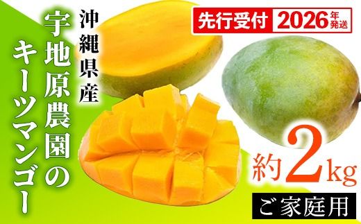 【先行受付】【2026年発送】宇地原農園の沖縄県産 家庭用キーツマンゴー約2kg - 先行予約 沖縄県産 産地直送 南国フルーツ 旬の味覚 季節の果物 ご自宅用 希少種 沖縄県 八重瀬町
