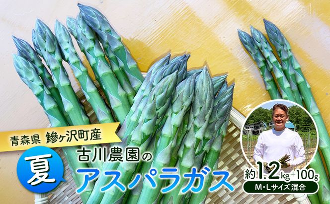 先行予約 2026年 夏アスパラガス 約1.2kg ＋100g M～L 混合 古川農園 ※オンライン決済限定 野菜 アスパラガス アスパラ 栄養豊富 ほんのり甘い 肉質しっかり あっさり おつまみ 料理 