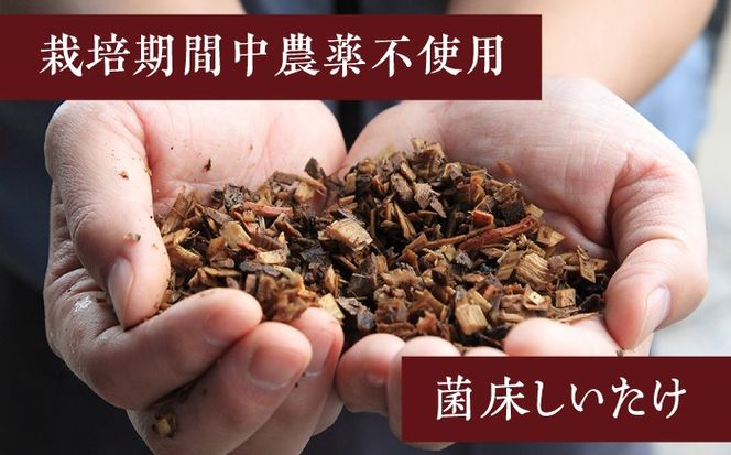 乾燥しいたけ 80g 2袋 計160g  / きのこ キノコ 茸 シイタケ  / 南島原市 / サンエスファーム[SBX004]