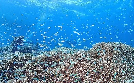 ファンダイビング利用券　石垣島のマンタ・サンゴ・ウミガメに会いに行こう！【沖縄県 石垣市 ダイビング 利用券 海 ダイバー マンタ 珊瑚 ウミガメ 旅行】YD-1