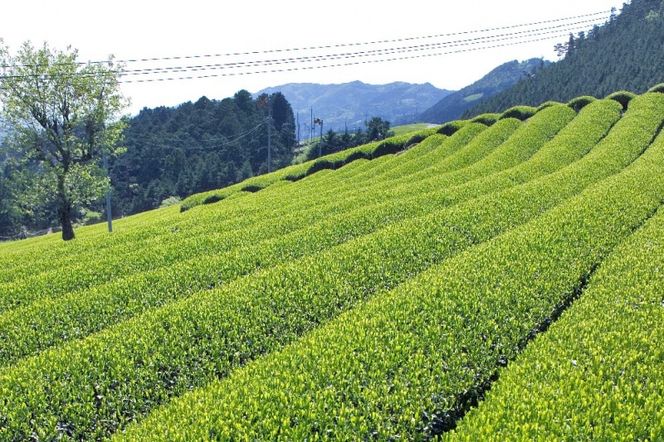 宇治ほうじ茶ティーバッグ 3ｇ×20個入×2袋〈ほうじ茶 お茶 茶 宇治 ティーバッグ ティーパック 焙じ茶 上級 香り 飲料 加工食品〉