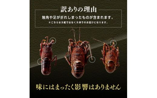 ※内容量が選べる※ 【訳あり！】【漁協直送！】冷凍伊勢海老 【 伊勢海老 イセエビ 訳あり 魚介 】 [B01707 B01708 B01709]