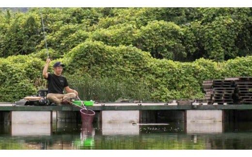 杉山作 （ へらぶな 釣り用 浮き子 ） サーチ ・ 浅ダナ セット パイプ （紫） 釣り用品 釣り具 フィッシング アウトドア 釣具 ヘラブナ釣り [DV001ci]