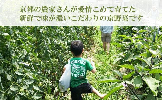 〈6ヶ月定期便〉【アスカ有機農園】旬のこだわり京野菜セットS 261009_B-FU03
