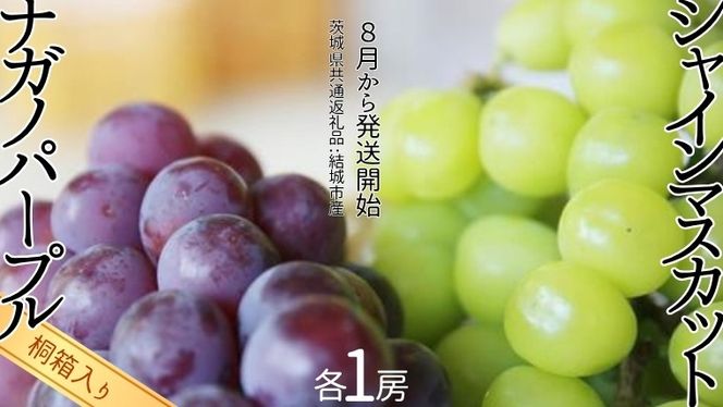 【 桐箱入り 】 シャインマスカット 1房 と ナガノパープル 1房 【2026年8月から発送開始】（茨城県共通返礼品 [ぶどう]：結城市産） 果物 フルーツ マスカット ぶどう ギフト 贈答 プレゼント 桐箱 [BI340-NT]