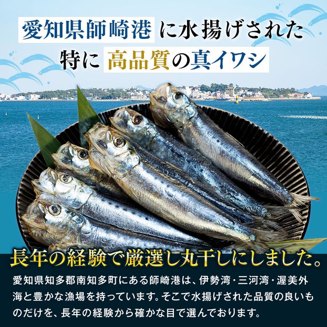 いわし 丸干し 48尾 ( 8尾 × 6 パック ) 干物 冷凍 小分け 愛知県 南知多町 ご飯 ごはん おかず おつまみ 魚 さかな 鰯 金鯱 イワシ 栄養 料理 カネ成 国産 人気 おすすめ