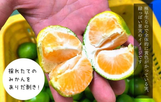 小玉みかん 極早生 箱込 2.5kg (内容量約 2.3kg) 3S～Sサイズ混合 秀品 優品 混合 有田みかん 和歌山県産 【みかんの会】［2026年10月上旬頃より順次発送予定］ AX225