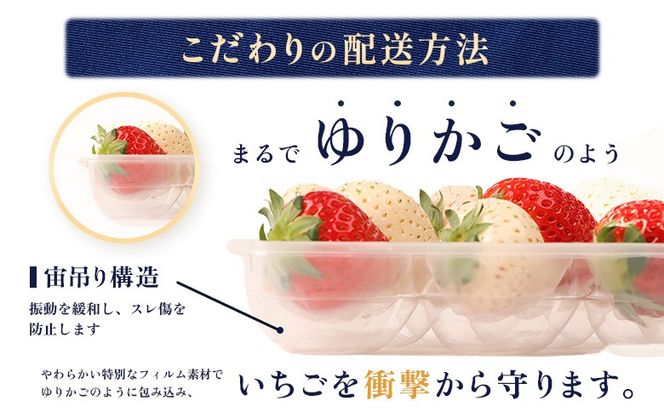 【受注後、随時発送！】【北海道産】ゆきいちご（すずor恋みのり） ２Pセット 各250g×２ 計500g | 苺 いちご 一季成りイチゴ 希少 ギフト お取り寄せ ふるさと納税 北海道 中標津【5900501】