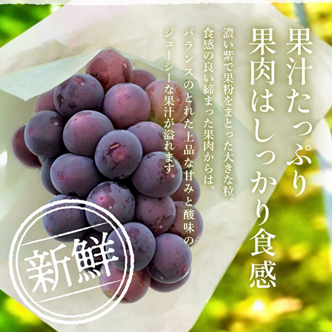 ゴールデンベリーA 約2kg 3～5房 【2026年産 予約受付】 ぶどう ブドウ 葡萄 お取り寄せ フルーツ 果物 種なし 甘い おすすめ 美味しい 選果場直送 送料無料 ギフト 贈答 兵庫県