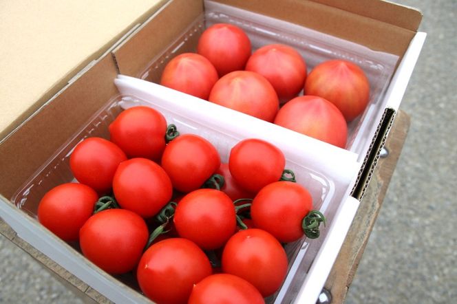 うめちゃんトマト(大玉トマト・中玉トマト 合計約1.5kg)｜野菜 やさい サラダ 甘い あまい リコピン ハウストマト 健康 食物繊維 美容 美肌 新鮮 食品 食材 ダイエット ヘルシー パスタ ソース 料理 調理 ※2026年4月下旬～6月上旬頃に順次発送予定 ※沖縄・離島への配送不可