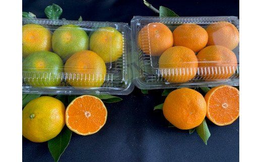 BF6057_【2026年先行予約】ハウスみかん 二種 食べ比べ 4パック 【ミカン 蜜柑 柑橘 温州みかん 有田みかん ハウスミカン 和歌山】