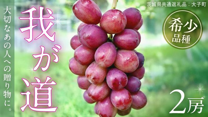 y錧vsz䂪 Q[y2026N9{Jnz(錧ʕԗiFq) VC}XJbg ECN  uhE Ԃǂ ʕ t[c  Vi