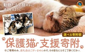【返礼品なし】保護猫支援寄附 一般社団法人オープンセサミアライブ 熊本県 南阿蘇村 保護猫 支援 猫 ネコ ねこ 生活支援 動物愛護 保護 返礼品なし 寄附 牧場 オープンセサミ アニマルサンクチュアリ---sms_opnekosien_r7_5000---