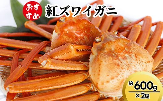 [おすすめ]紅ズワイガニ約600g×2尾 ※2026年9月〜発送