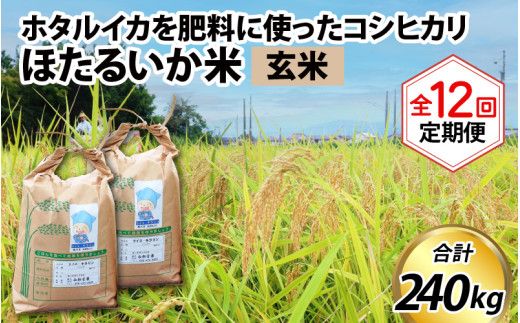 【訳あり】ほたるいか米（玄米20kg）×12回 計240kg【12ヶ月定期便】