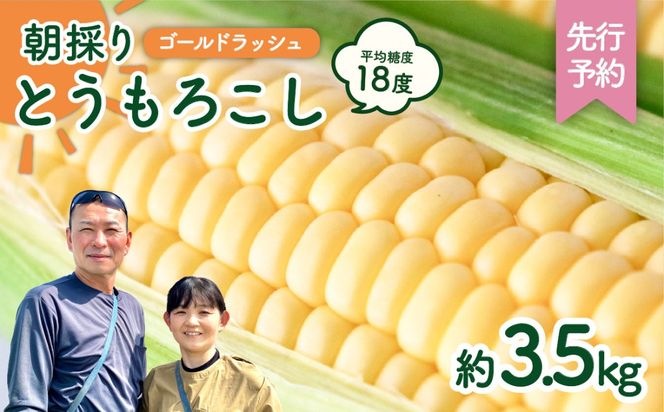 【先行予約 2026年6月中旬以降発送 】【 令和8年産 】 朝採り とうもろこし （ ゴールドラッシュ ） 約 3.5kg トウモロコシ 朝採り 甘い 新鮮 スイートコーン コーン 野菜 極甘 岩田さん 2026 [AX058ya]