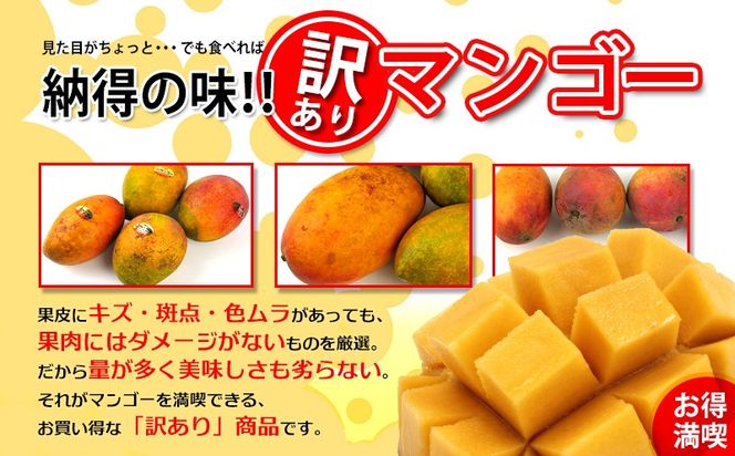 【2026年発送】訳あり品！！大宜味村産マンゴー【約2kg・白箱】 訳アリ 先行予約 沖縄 甘味 糖度 濃厚 おいしい お土産 まんごー アーウィン 果物 くだもの 果実 送料無料 ふるさと納税 ２キロ トロピカル 箱入り 食べ物 フルーツ
