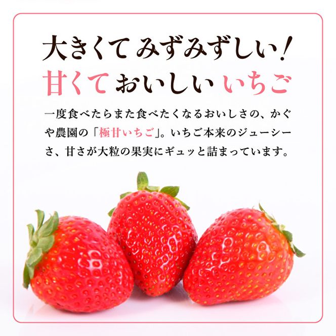 【令和8年産】 かぐや農園の極甘 いちご 特大粒 12粒 果物 フルーツ 果実 高設栽培方式 紅ほっぺ かおり野 ロマンベリー お楽しみ